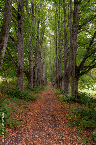 Tranquil tree-lined pathway through lush greenery during autumn in a serene forest