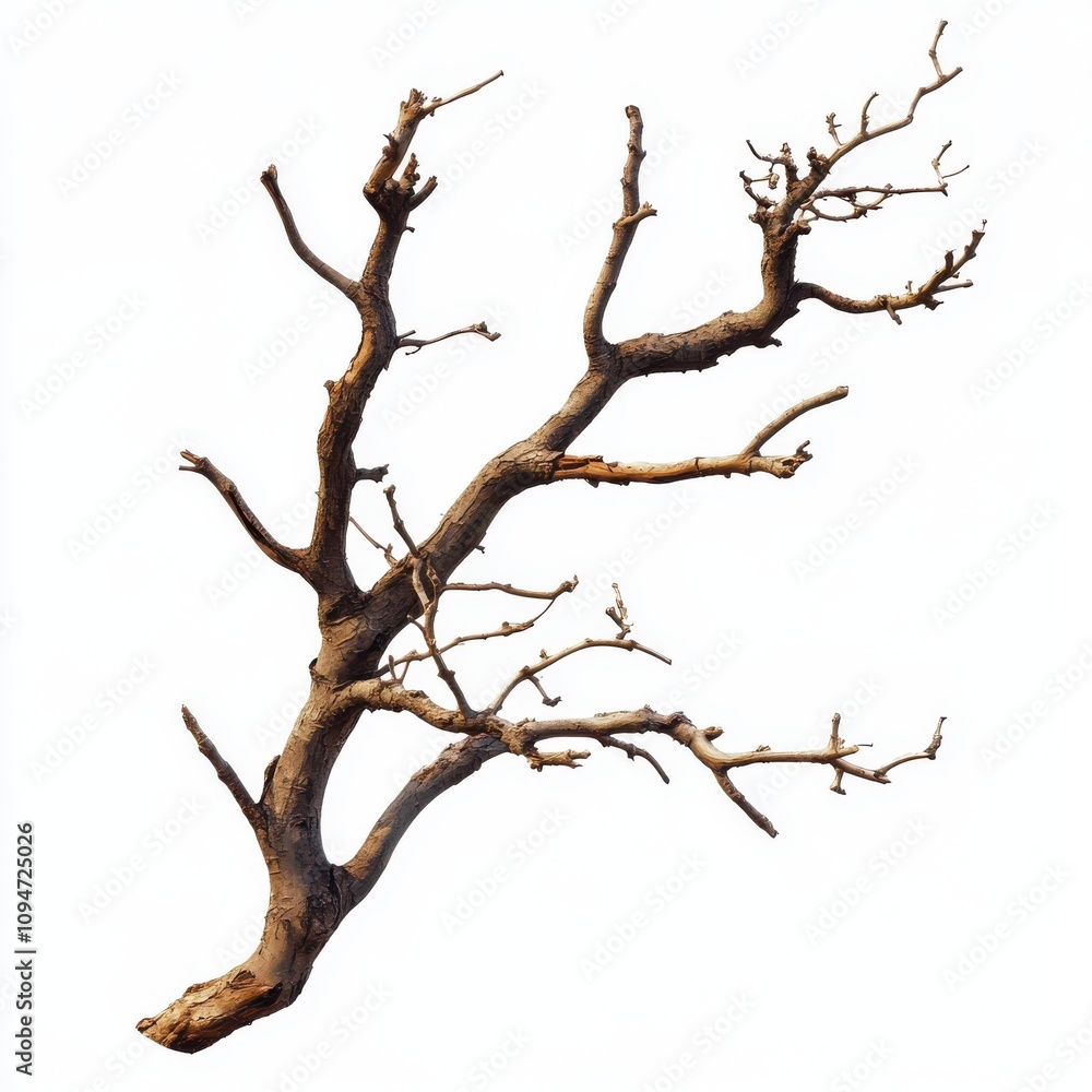 Dry tree branch isolated on white background Dry tree branch isolated on white background