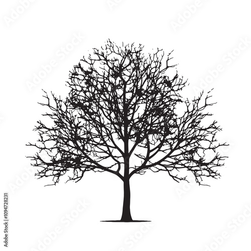 Beech Tree Silhouette Illustration