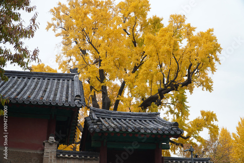 Photography old ginkgo tree