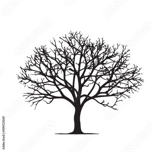 Vintage Beech Tree Silhouette on White Background