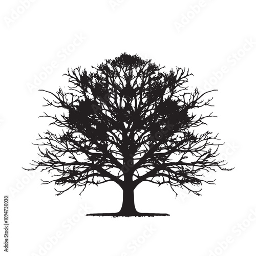 Realistic Beech Tree Silhouette Isolated on White