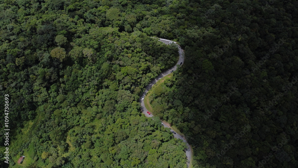 road in the middle of the Atlantic forest road in the middle of the Atlantic forest