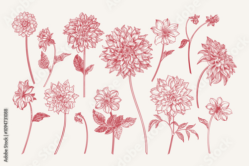 Set with dahlia flowers. Different varieties and shapes. Floral isolated elements. Drawing in red.