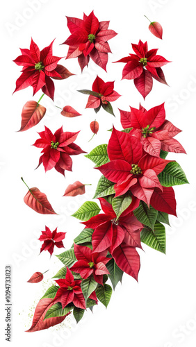 Red poinsettia isolated on white
