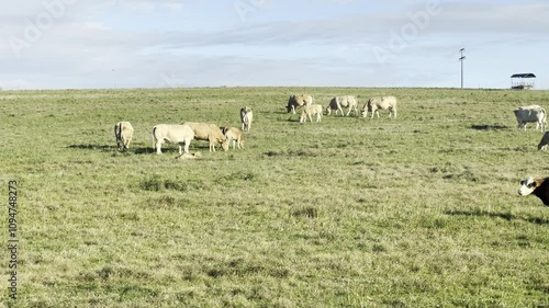 Blonde, d' Aquitaine, cows photo