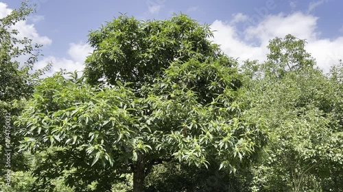 Sweet chestnuts, Castanea sativa
