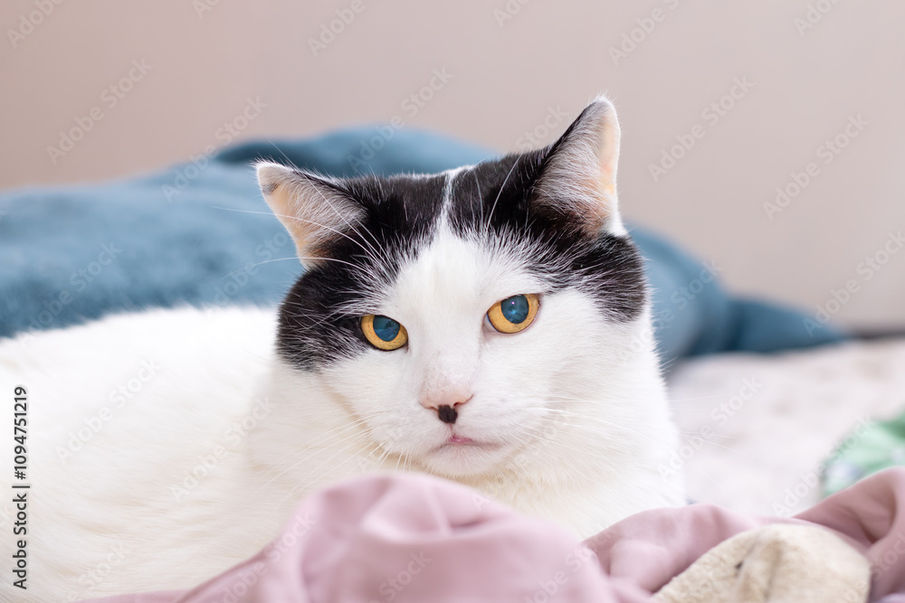 A black and white cat comfortably laying on a soft pile of clothes A black and white cat comfortably laying on a soft pile of clothes