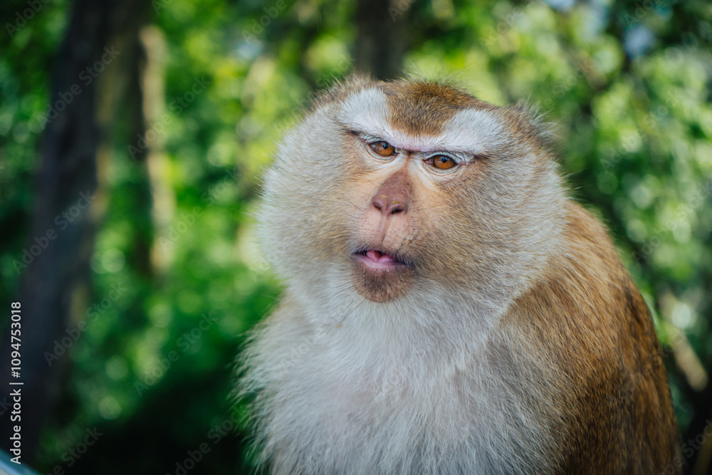 Obraz premium Wilde monkeys on the street of Khao rang hill on Phuket island in September 2024