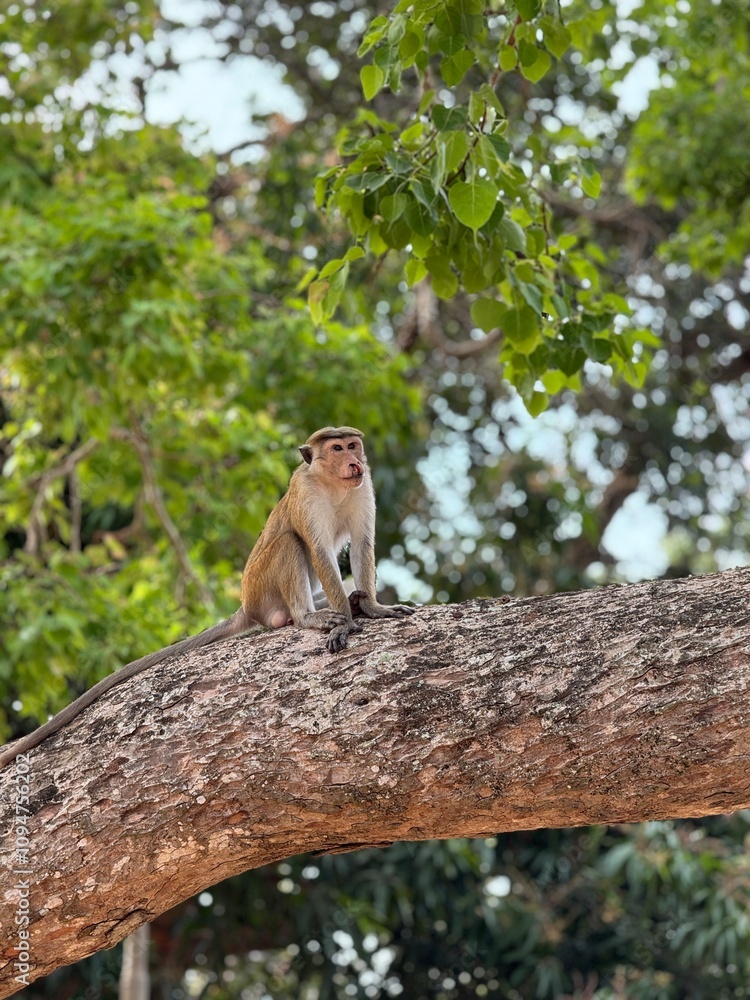 Fototapeta premium Monkey perched on a tree branch