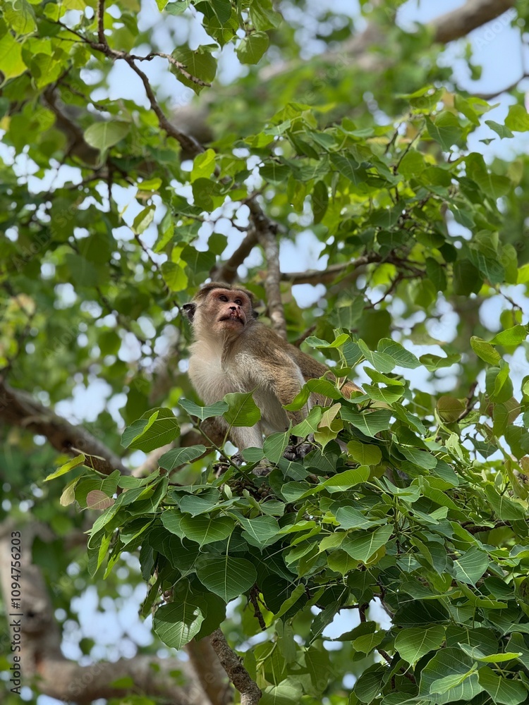 Monkey with facial injury perched on a tree Monkey with facial injury perched on a tree