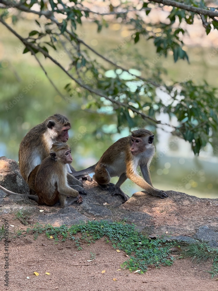 Fototapeta premium Group of monkeys in their natural habitat