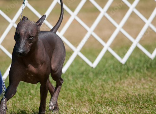 Xoloitzcuintli rounding the dog show ring at a dog show