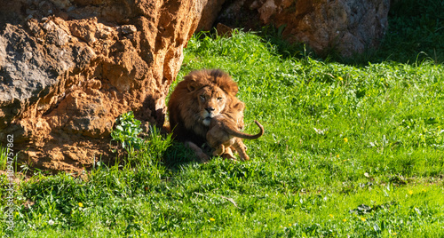 Lion playing with a female lion cub