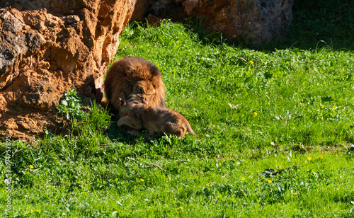 Lion playing with a female lion cub