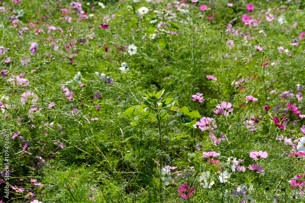 色とりどりのコスモスが咲く秋の野原