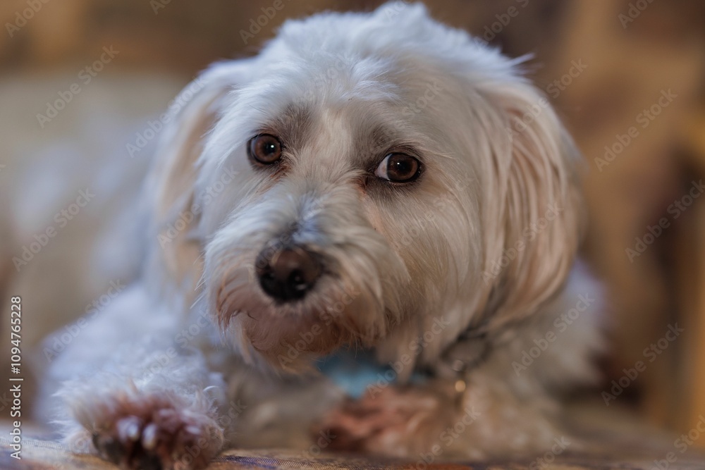 Close-up of a cute white dog with expressive eyes resting indoors on a blanket Close-up of a cute white dog with expressive eyes resting indoors on a blanket