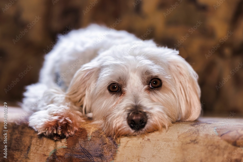 Adorable white fluffy dog resting on a patterned couch indoors, looking directly at the camera Adorable white fluffy dog resting on a patterned couch indoors, looking directly at the camera