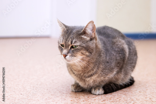 A gray cat is sitting on the floor and curiously gazing at the camera