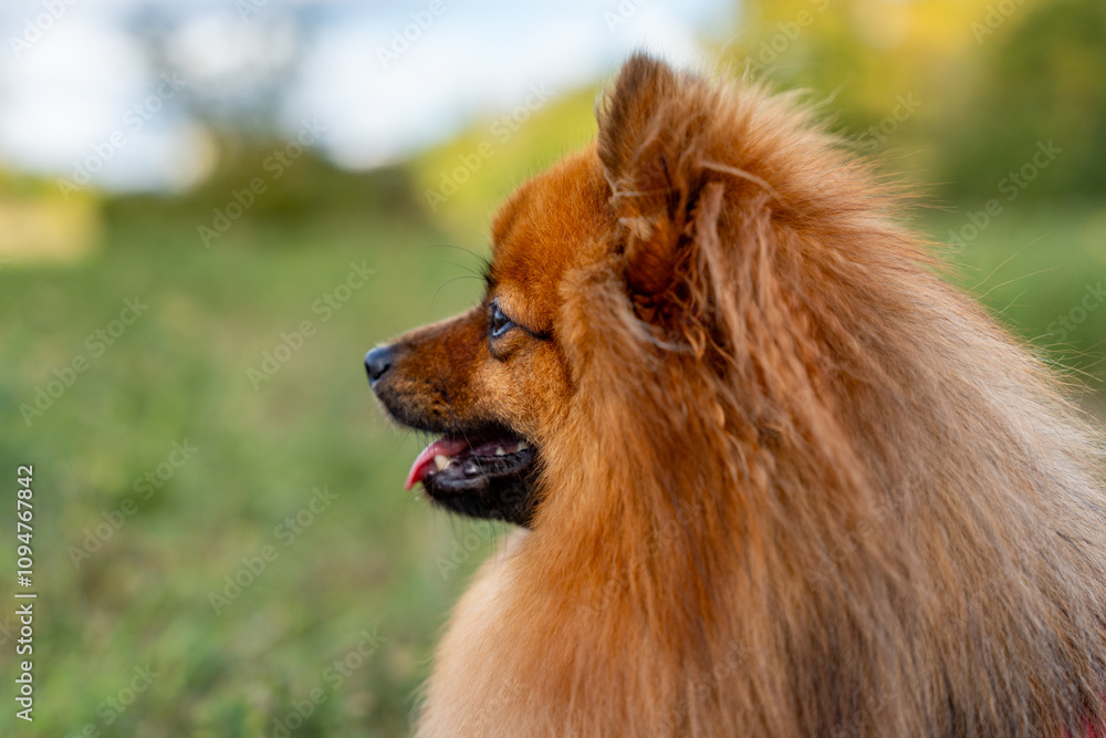 A pomeranian dog with a long, fluffy tail and a pinkish-orange coat. The dog is looking at the camera with its tongue out A pomeranian dog with a long, fluffy tail and a pinkish-orange coat. The dog is looking at the camera with its tongue out