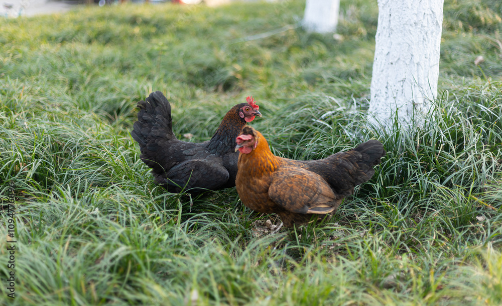 Fototapeta premium Free-range native chicken animals