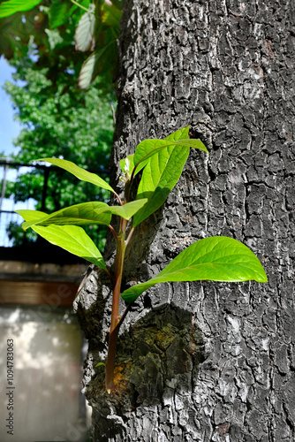 BROTE DE HOJAS DE PALTO EN TRONCO DEL ÁRBOL photo