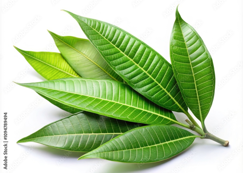 Obraz premium Isolated Green Mango Leaves on White Background for Clipping Path Use - Fresh and Vibrant Greenery, Ideal for Nature, Food, and Healthy Lifestyle Concepts