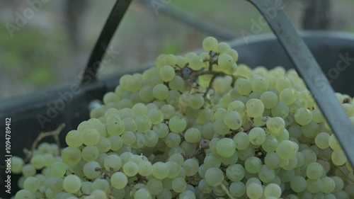 Cosecha de uvas blancas cayendo en tacho photo