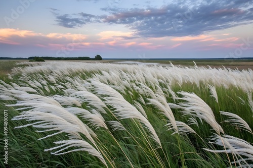 sunset on the kashful field.