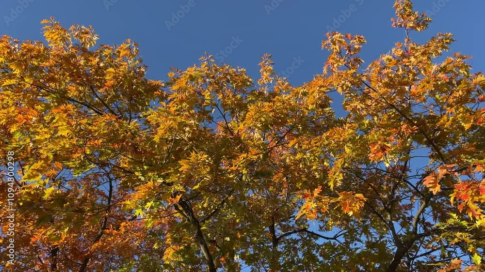 A tree with many leaves is in the foreground and the sky is blue. The leaves are orange and yellow A tree with many leaves is in the foreground and the sky is blue. The leaves are orange and yellow
