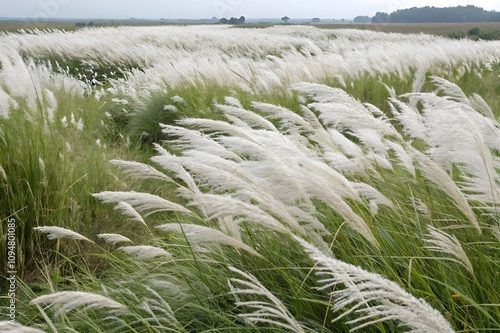 serene kans grass field swaying under a clear blue sky.
