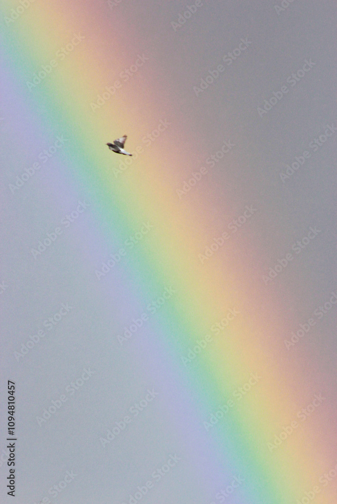 Fototapeta premium Bird flying in front of a rainbow