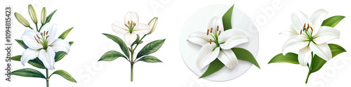 beautiful collection of white lilies with green stems, showcasing their elegance and grace. Perfect for floral arrangements or decorative elements