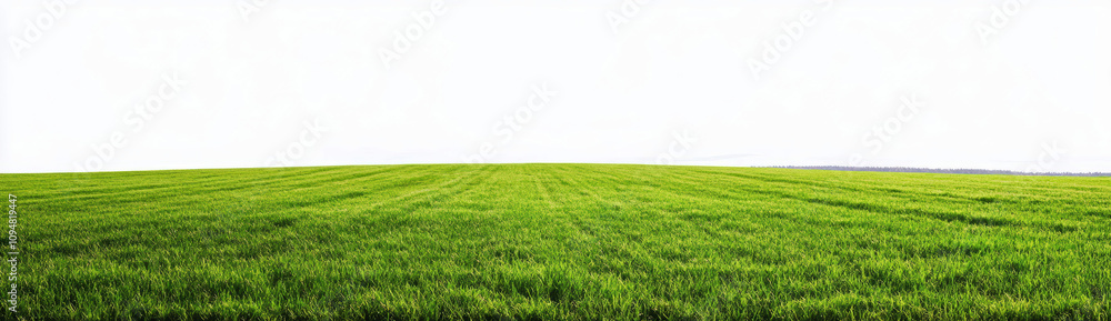 Green Grass Field Panorama with White Sky Green Grass Field Panorama with White Sky