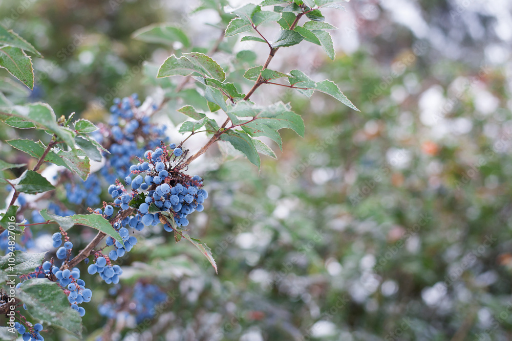 blue forest berries on a branch with leaves. Close-up of wild growing bush with berries. forest, natural background. berries with green leaves. winter season, cold time of year. autumn, first frost blue forest berries on a branch with leaves. Close-up of wild growing bush with berries. forest, natural background. berries with green leaves. winter season, cold time of year. autumn, first frost