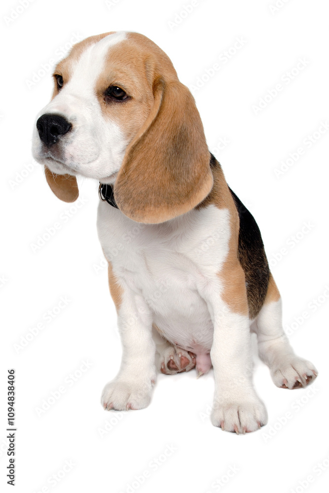 Sad beagle puppy dog on a white background Sad beagle puppy dog on a white background