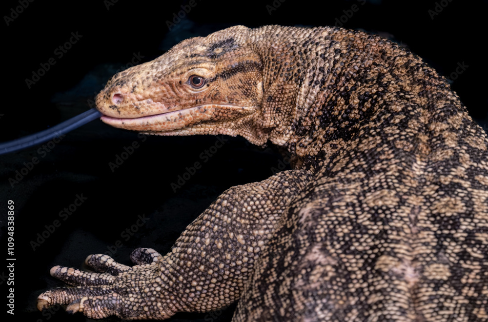 Obraz premium A monitor lizard with its tongue hanging out on a black background.