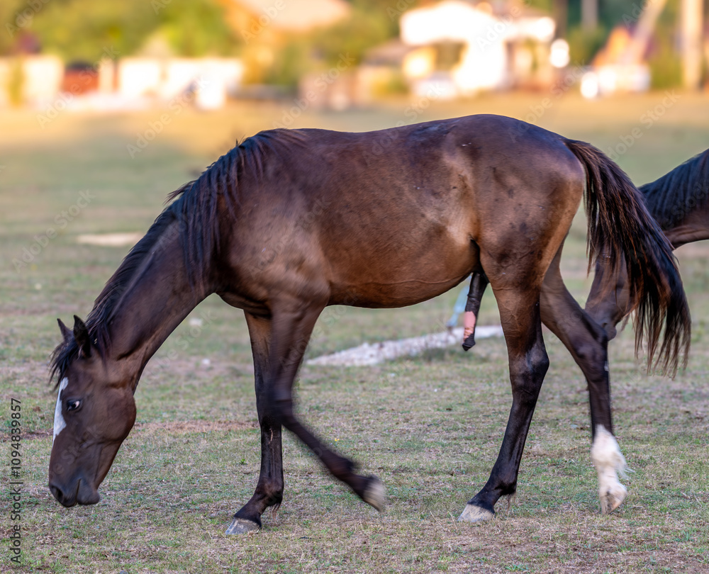 Obraz premium A horse with an erection in a field on a summer day.