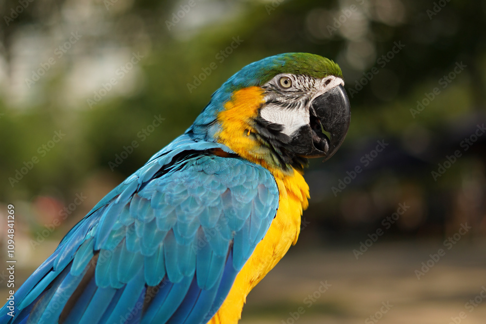 Vibrant Blue-and-Yellow Macaw Vibrant Blue-and-Yellow Macaw