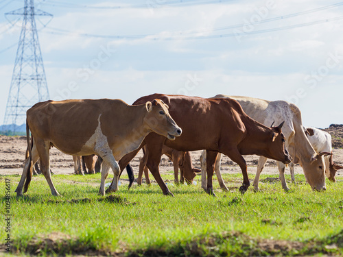 Cows in the countryside pasture