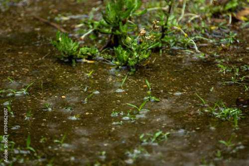 草が生えた地面に降る雨