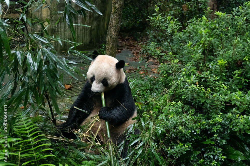 Obraz premium Sichuan Dujiangyan panda Valley giant panda Shuanghao