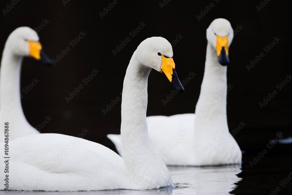 Fototapeta premium Mute swans