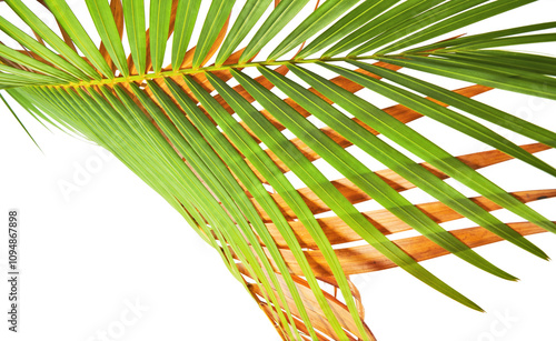 Yellow palm leaves (Dypsis lutescens) or Golden cane palm, Areca palm leaves, Tropical foliage isolated on white background with clipping path photo