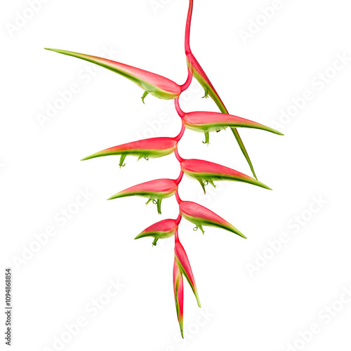 Heliconia chartacea flower, Tropical flowers isolated on white background, with clipping path photo