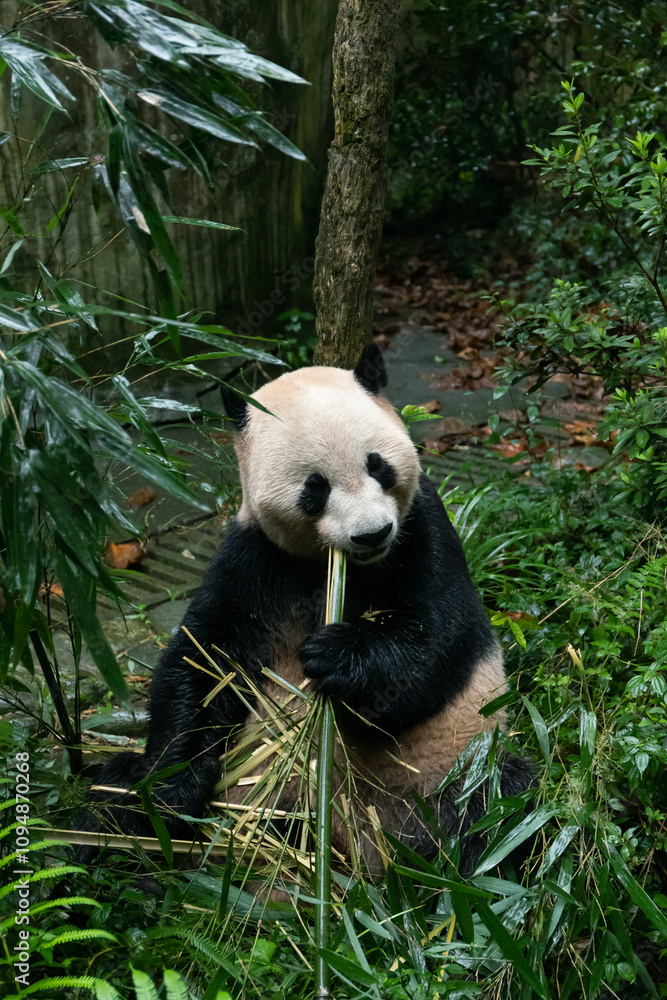 Fototapeta premium Sichuan Dujiangyan panda Valley giant panda Shuanghao