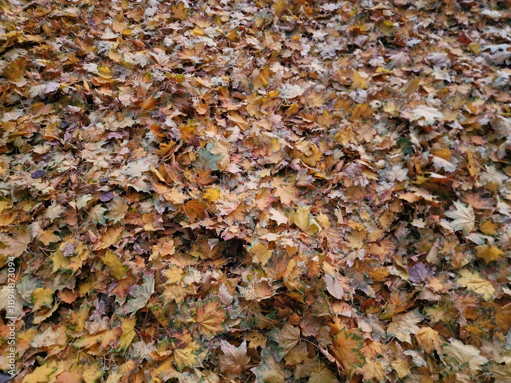 yellow leaves lie on the road in autumn yellow leaves lie on the road in autumn