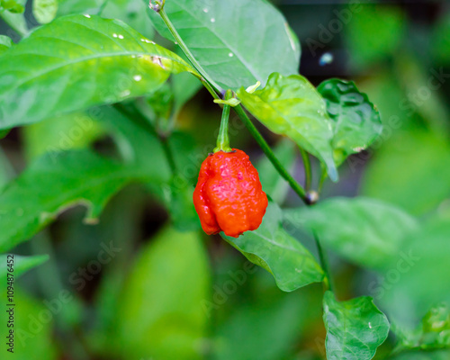 Carolina Reaper chili pepper ready to harvest at backyard garden in Dallas, Texas, world second hottest chili pepper, a cultivar of the Capsicum chinense plant developed by American breeder photo