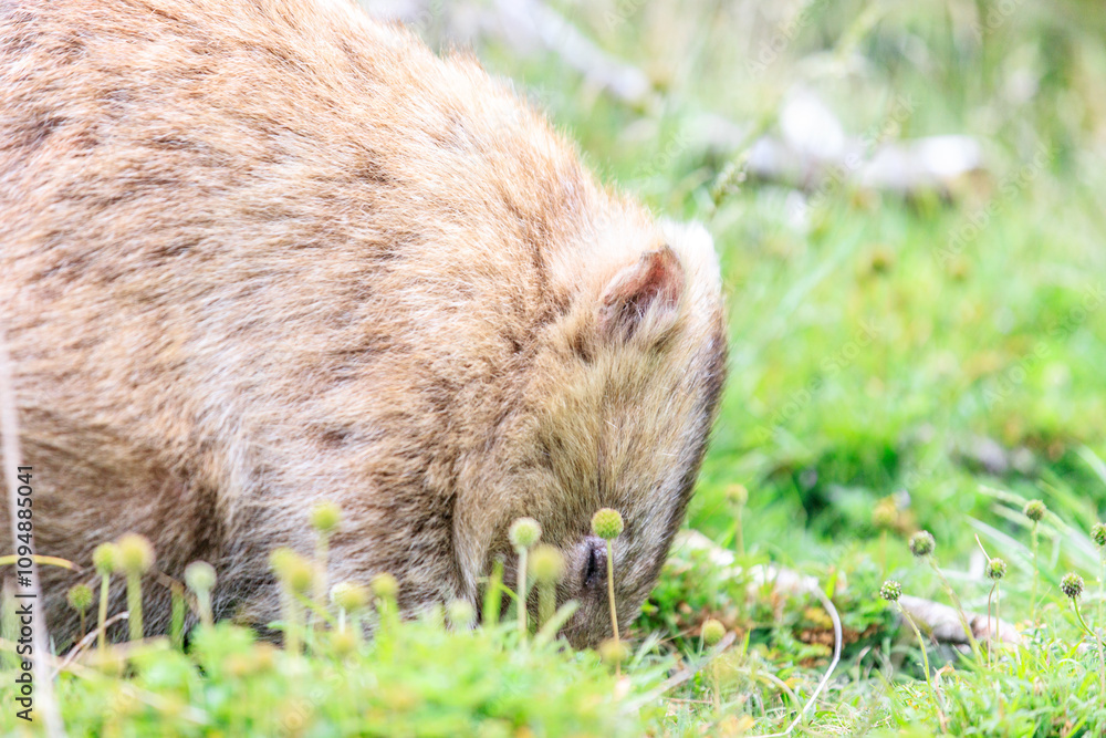 Close-Up of Wombat Grazing in Grassland, Wilsons Prom, Australia Close-Up of Wombat Grazing in Grassland, Wilsons Prom, Australia