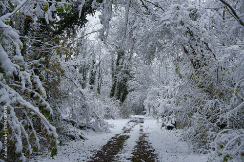 Winter im Grand Ried im Elsass photo